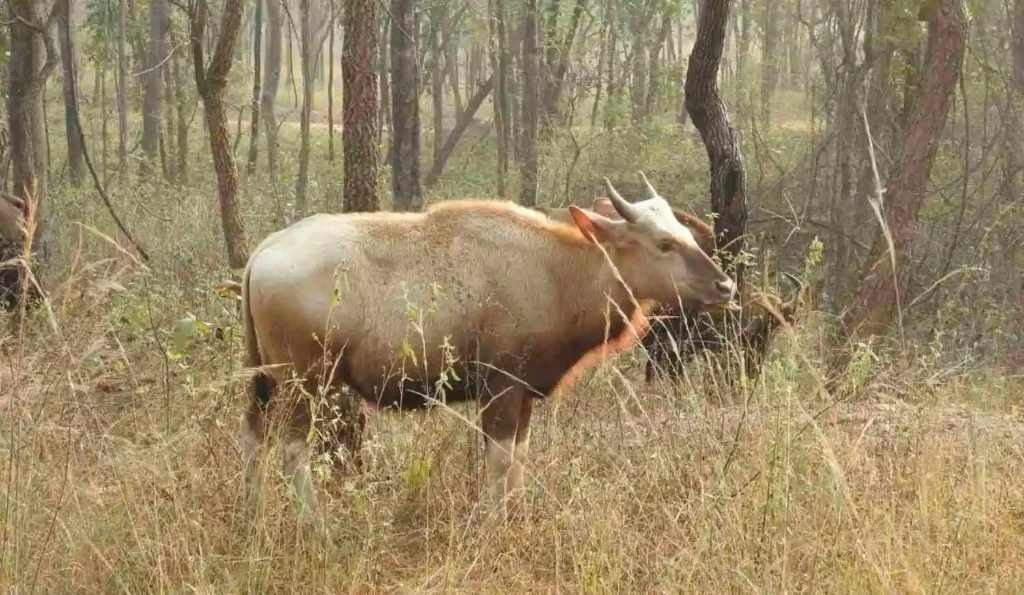 leucistic gaur scaled