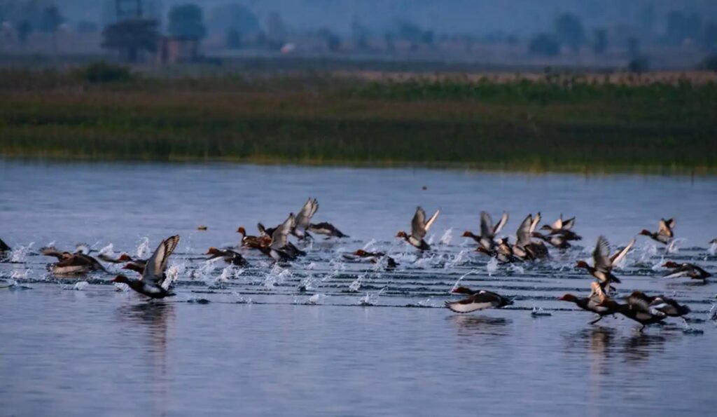 migratory birds