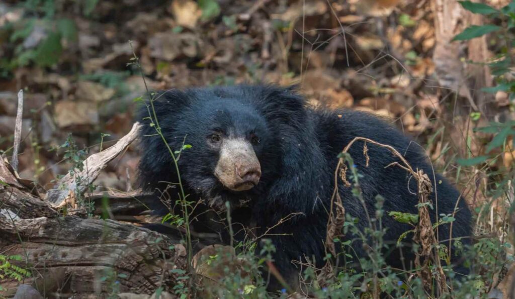 sloth bear scaled