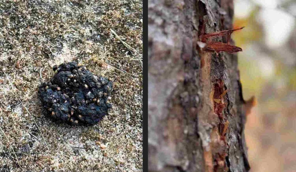 sloth bear scat and tiger claw marks