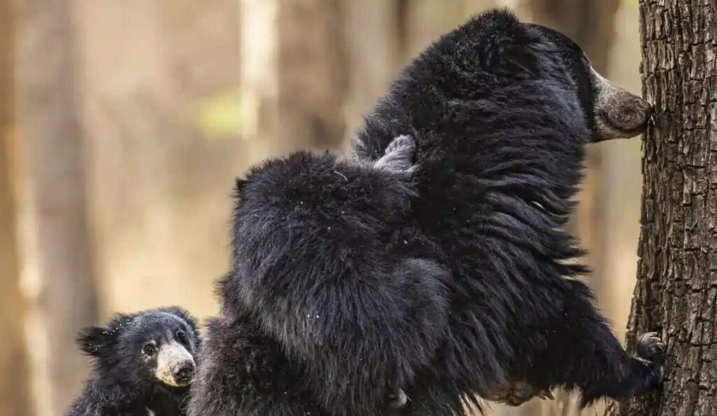 sloth bears