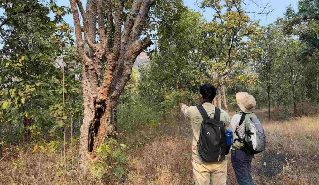 walking though the jungle