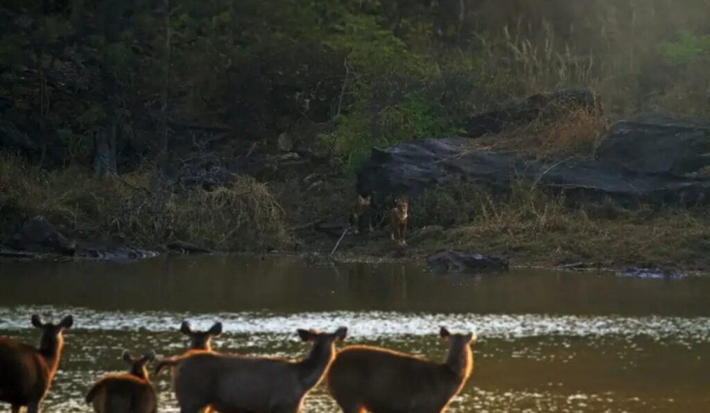 water reservoirs in jungles